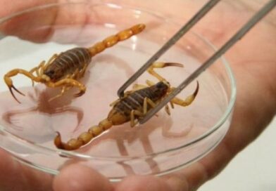 Escorpiões dentro de casa: como evitar acidentes e o que fazer em caso de picada