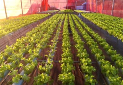 Agricultores de MS geram renda e perdem o medo da tecnologia com apoio da Fundect