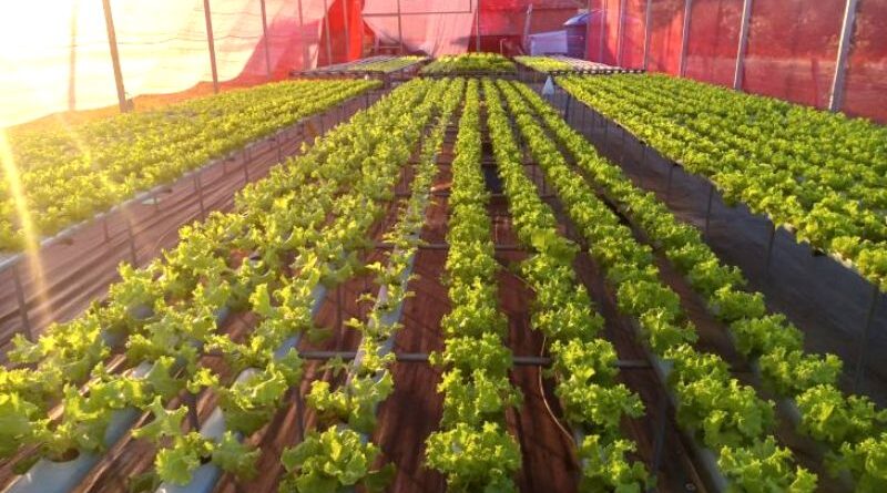 Agricultores de MS geram renda e perdem o medo da tecnologia com apoio da Fundect