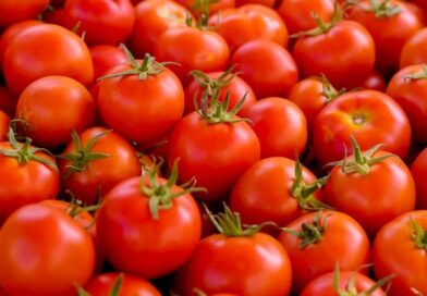 Fitoeno: composto presente em tomates pode prevenir gordura no fígado