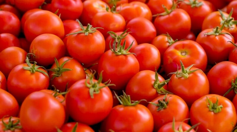 Fitoeno: composto presente em tomates pode prevenir gordura no fígado